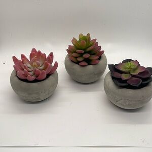 Small artificial succulents. Used once for a bridal shower